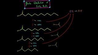 Beta Oxidation and Fatty Acid Oxidation (EVERYTHING YOU NEED TO KNOW BIOCHEMISTRY MCAT)