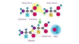 4. The Peptide Protocol Bible - Introduction to Peptides - The Science of Peptides