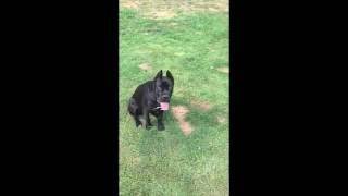 6mo old Cane Corso San Rocco's 'Onyx' - Dog training