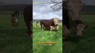 Simmental VS Greeford!!! Baquvvatlik bo‘yicha qaysi biri zo‘rrr??? 