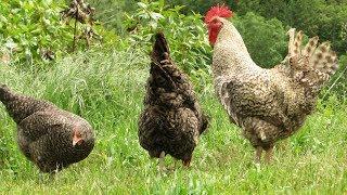 Cuckoo Marans Chickens | Milk-Chocolate Eggs