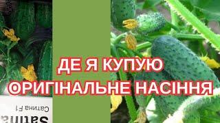 ВИ ПИТАЛИ - Я ВІДПОВІДАЮ. ГІБРИДИ ПАРТЕНОКАРПІЧНИХ ОГІРКІВ