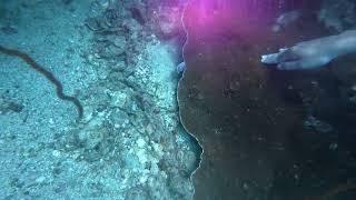 Nurse Shark in Cave Diving Koh Dak Mai Island, Phuket Thailand (Dive 018)