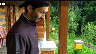 How to clean beebox  #devinder bee farm (Neri) @Mountain.HoneyBee 