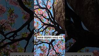 바위와 연달래의 애틋한 500년 사랑이 꽃피다... #팔공산 비로봉 철쭉 25.5.25