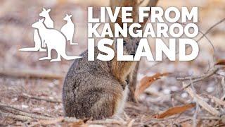 Live from Kangaroo Island: Tammar Wallabies | Exceptional Kangaroo Island