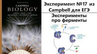 Эксперимент №17 из Campbell для ЕГЭ - Эксперименты про ферменты