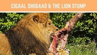 Cigaal Shiidaad and the Lion Stump Full Video English version Somali Stories Ep 04