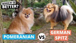 Pomeranian vs. German Spitz: Which is Better?