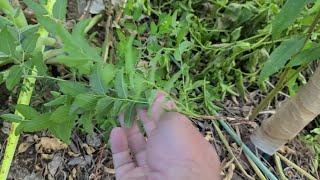 Jujube Root Suckers