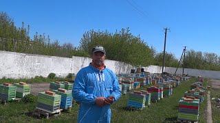 Презентация канала Виталия Голованя. Матководство. Пчеловодство