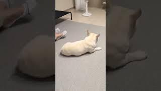 얼굴만 봐도 웃긴 프렌치불독‼️ #기분좋아지는영상 #frenchbulldog #bulldog #프렌치불독 #フレンチブルドッグ #法国斗牛犬 #cutedog #smiledog
