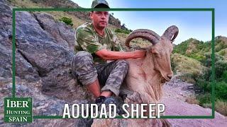 Aoudad Sheep Hunt | Spain