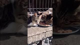 Cat  I fed homeless little kittens who were hungry for a long time #cat #cats #catlover