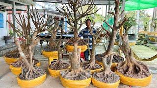 MAI VÀNG, TỨ QUÝ ngày 12/3/2O25 (#O866429214 HÙNG)  -  @bonsai Can Tho