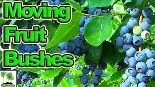 How To Move Or Plant Fruit Bushes