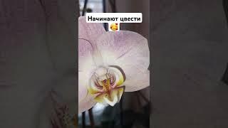 Цветущие орхидеи #annaorh