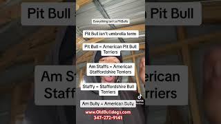 THE MASTER OF ALL BULLDOGS TEACH THE WORLD THE TRUTH ABOUT THE WORD PIT BULLS, PIT BULL, PITS