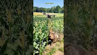 Drone to kill harmful pigs #villagelife #smartfarming #rurallife #farmingtraditions #farming101