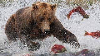 Grizzly Bears: The Drama of the Alaskan Salmon Run | Alaska   | Wild Travel | Robert E Fuller