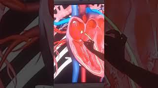 heart SA node and AV node #education #biology #mbbs #neet #heart #heartbeat