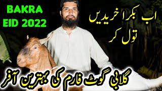Qurbani Goats by Live Weight Available at Gulabi Goats Farm | Bakra Eid 2022 | Cattle Market Karachi