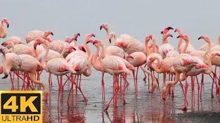 These Flamingos Have Sweet Dance Moves| 4K Ultra HD