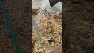 Irrigation pif de Plantains #agriculture #irrigation pif de Plantains #pifdeplantains#pifbanane