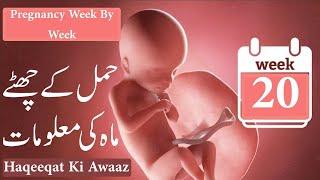 Months Pregnancy Complete Information//hamal ka 6 mahina urdu//Monther Kitab/ حمل کا چھٹا مہینہ