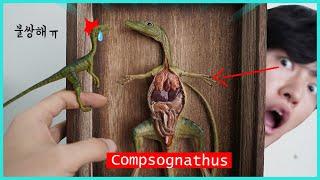 리보 콤프소그나투스 공룡 몸속 살펴보기 Compsognathus dinosaur stop motion