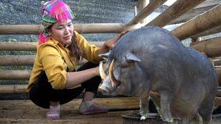 Harvesting Eggplants for Sale Farm Life - Ferocious Pigs with Scary Teeth