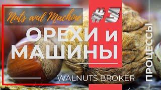 Калибровка орехов. Calibrated Machine Factory. Walnut and Hazelnut Processing Walnuts Broker