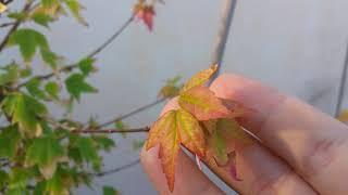 Trident Maple (Acer Buergerianum) Bonsai Tree