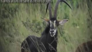 Sable Antelope: The National Animal of Zimbabwe