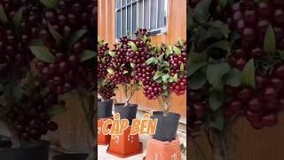 Cherry Mỹ - cherry an đào  nhà em chuẩn bị cập bến, có bác nào quan tâm không ạ
