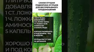 ЭТО лучшая подкормка огурцов! #сад #огород #урожай