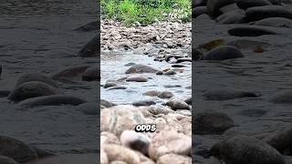 Rocky Road for River Carp