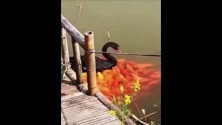 Why are so many fishes coming behind this swan? #shortvideos #facts #amazingfacts