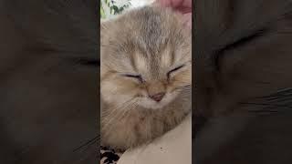 Kitten purrs | Kitten Lada #shorts #kitten #cute #viral #cat #lada #cutecat #satisfying