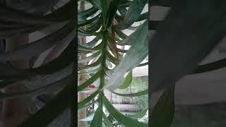 https://youtu.be/_LqSXqlijmA?si=DgEJyMD_jUm8GW3l