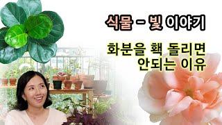 중요한 햇빛! 식물에게 꼭 필요한 빛 이야기