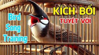 Kích Chào Mào Hót Ché/ Kích Chào Mào Bổi Hót Đấu Mới Nhất / 100% Căng Lửa / Nghe Là chơi