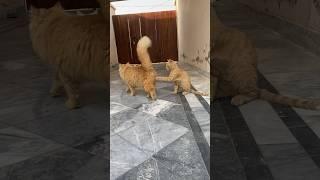 #catvideos #petnation #kitten #catlover #catshorts #orangecat #animalshorts