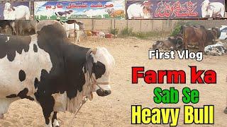 Farm Ka Heavy Bull | Murshid Cattle Farm | First Vlog | Friendsology