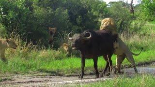 Sekekama, the colossal king against a buffalo!