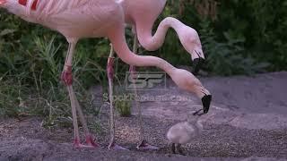 Adult flamingo feeding its young baby chick