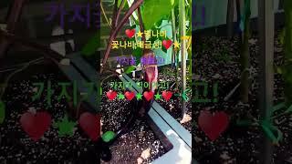 #벌나비 꽃나비;배금성