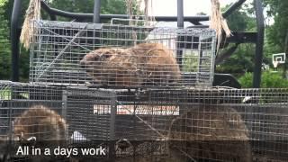 Wildlife Control and Removal Patriot Pest Solutions