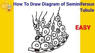 how to draw seminiferous tubules | how to draw seminiferous tubules step by step