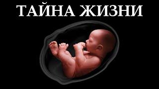 Как жизнь нарушает законы физики?